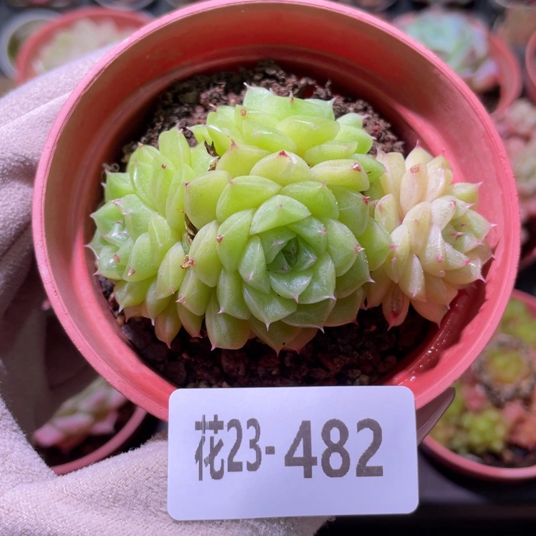 花利美23-482麦秆