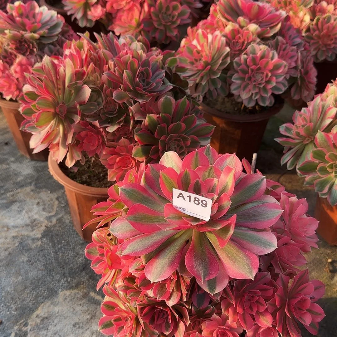 无****粉女巫189法师多肉