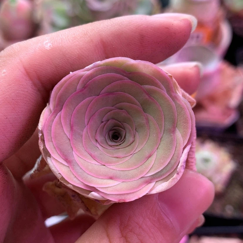 【闪购商品】隐****膀鹿兜灵泽198