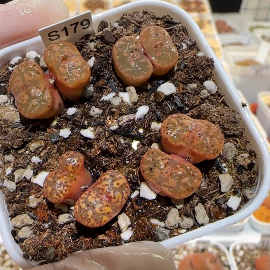 肉锥多肉植物百科3-粉色勋章一盆135