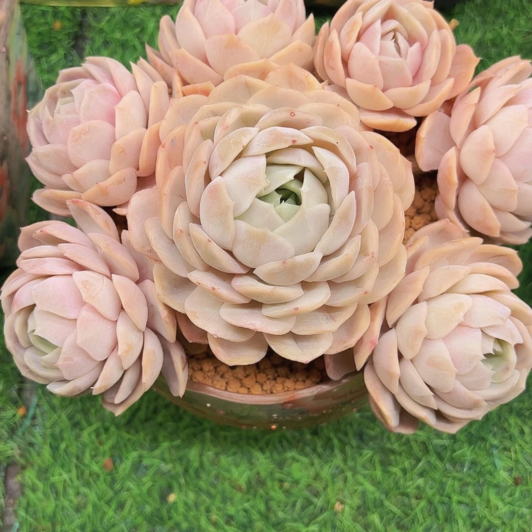 蓝色惊喜1111111111111111