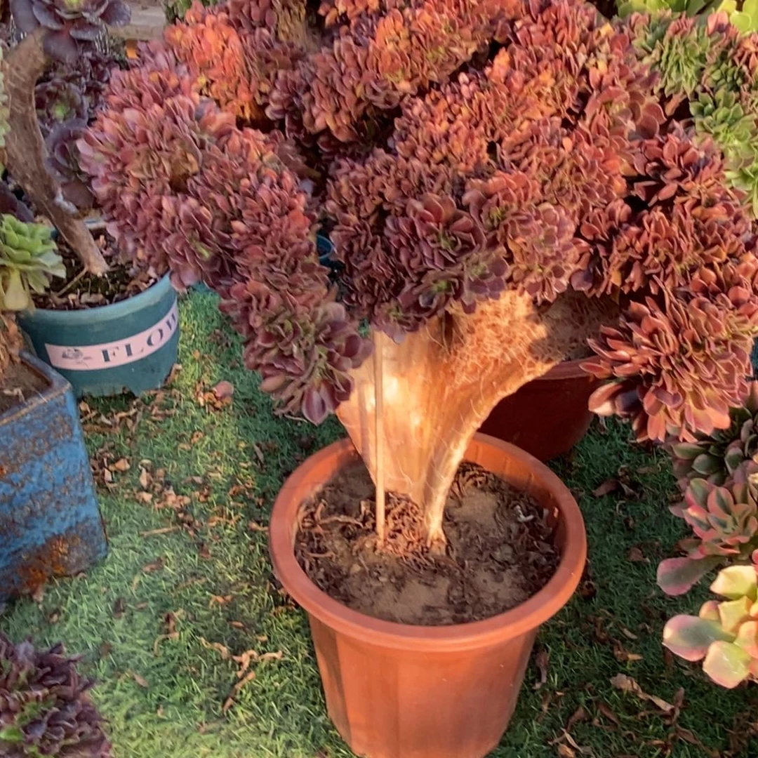 不开花植物6513号柠檬玫瑰缀化1颗