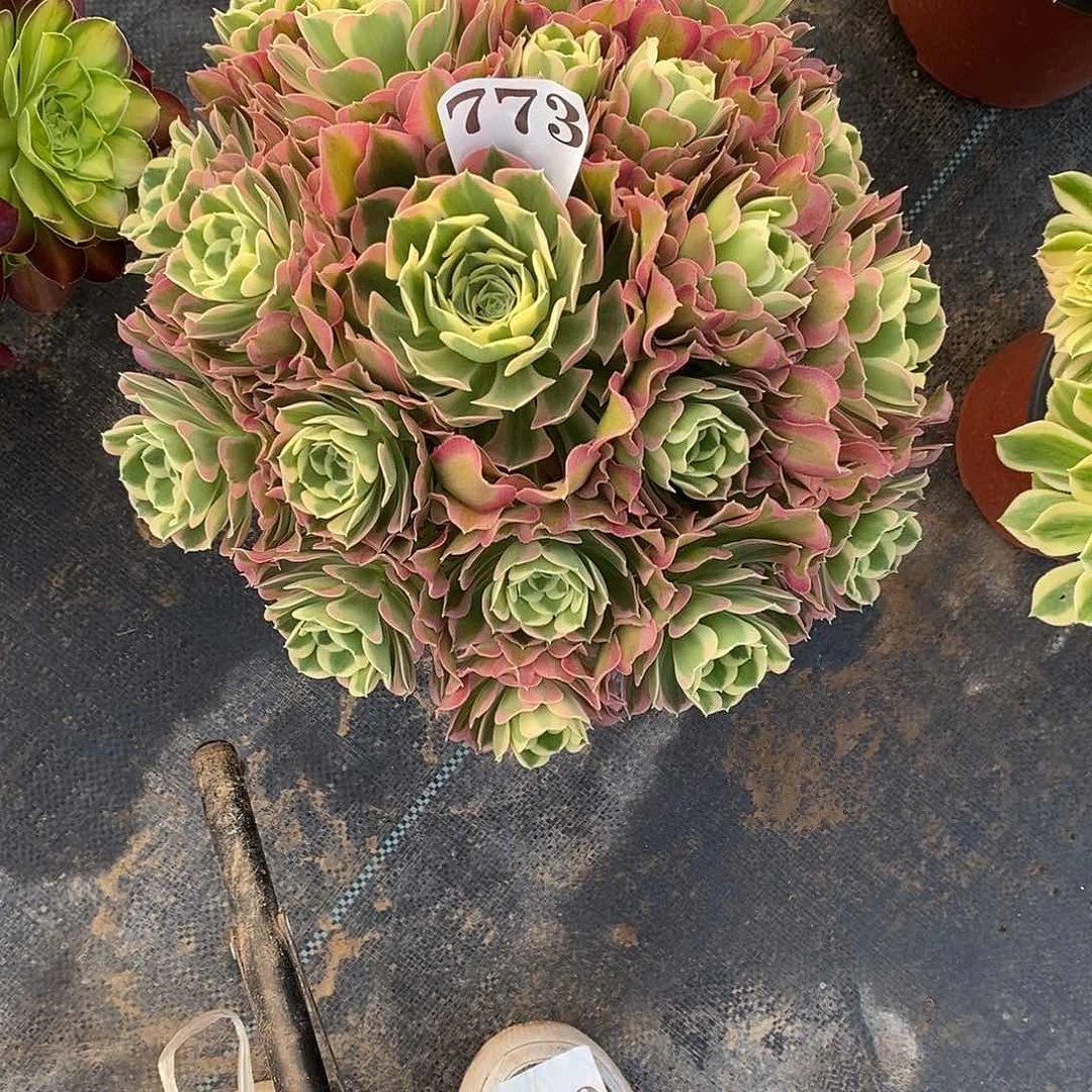 白凤773多肉法师植物
