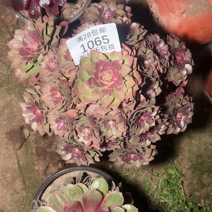 1065红心万圣节多肉植物