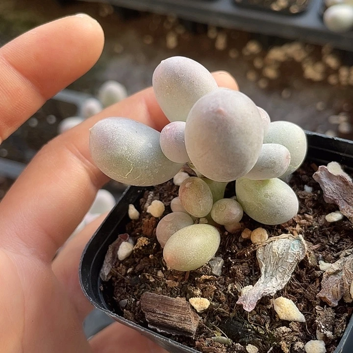 一物一拍米可奶群满18