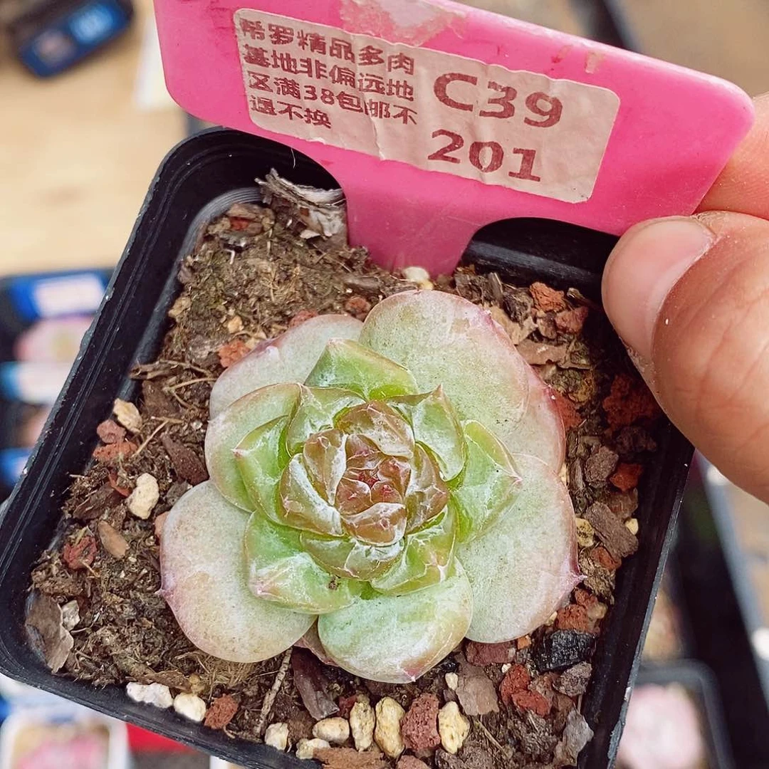 绿冰5cm多肉植物