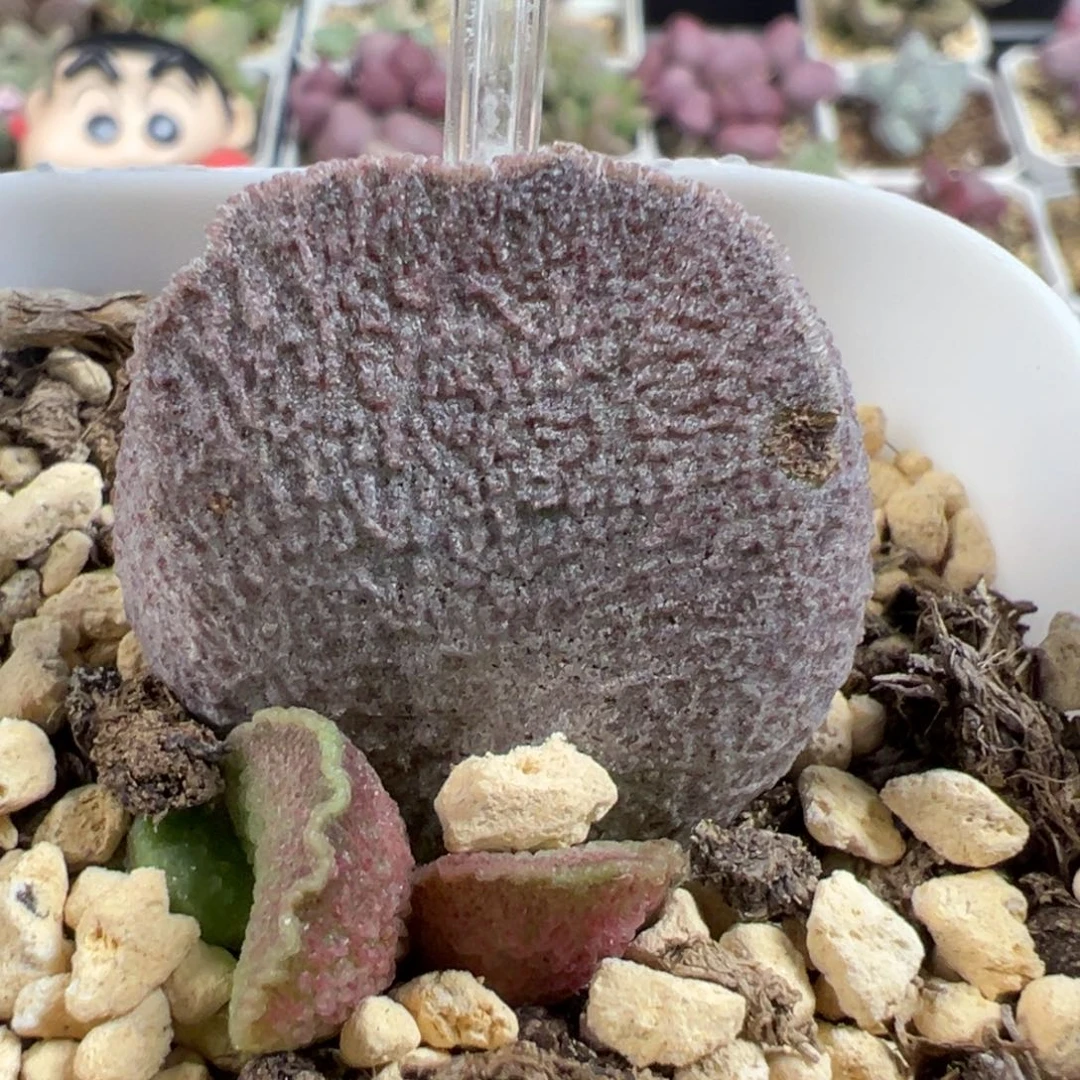 无花朵超大母叶实生新品大苗多肉植物