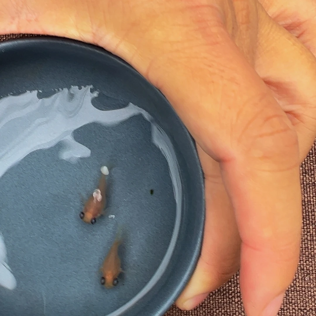 青鳉鱼620.白出目一对