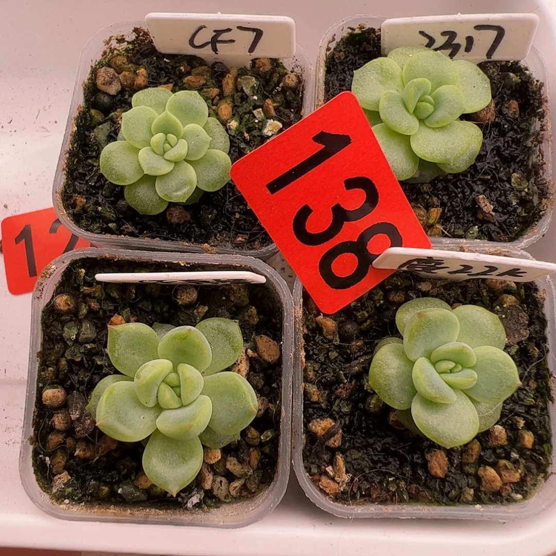 138福利四个组合啦啦啦