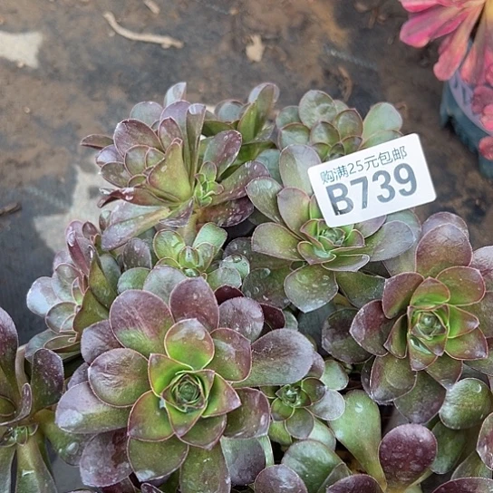 用****6多肉植物一个有砍