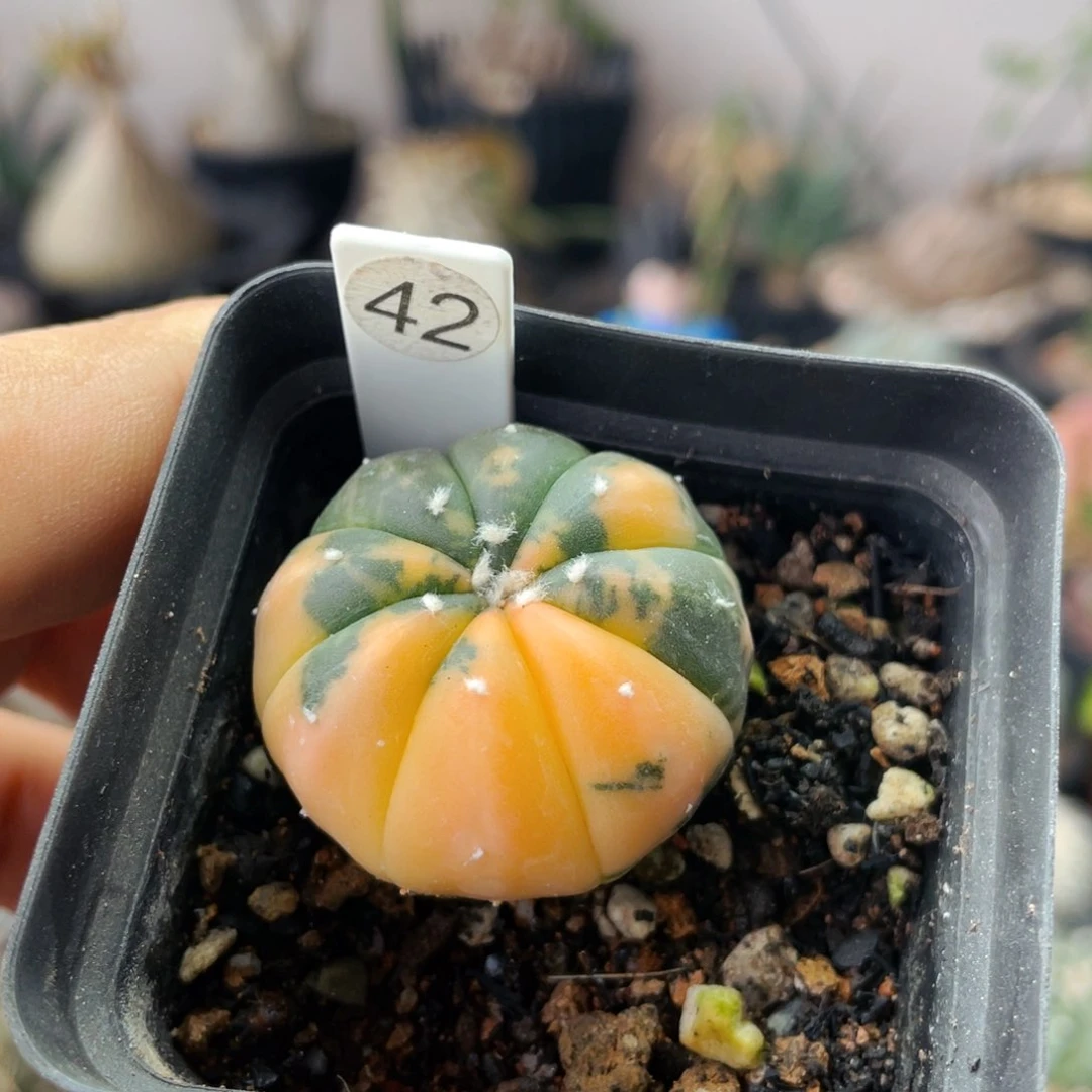 仙人球满28包邮盆口径5公分兜锦3.1公分