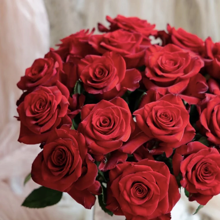 【红翎玫瑰】全场任意两单顺丰冷链包邮，0度以下必拍保温棉！