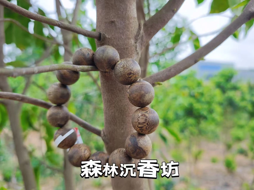 沉香1.4圆珠手串单圈多样性发一