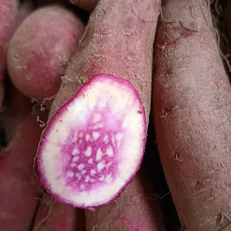 自种沙地新鲜现挖冰淇淋一点红番薯正宗粉糯香甜健康粗粮红薯