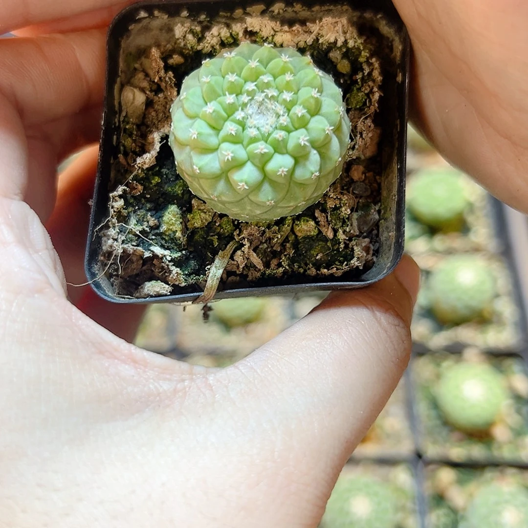 实生菊水2.8公分带盆