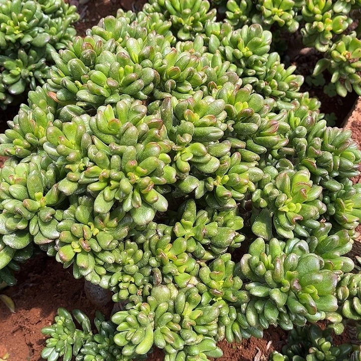 招财猫18.99多肉精品