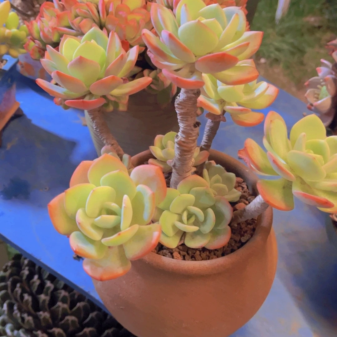 贵***金多肉植物保护研究所所长一