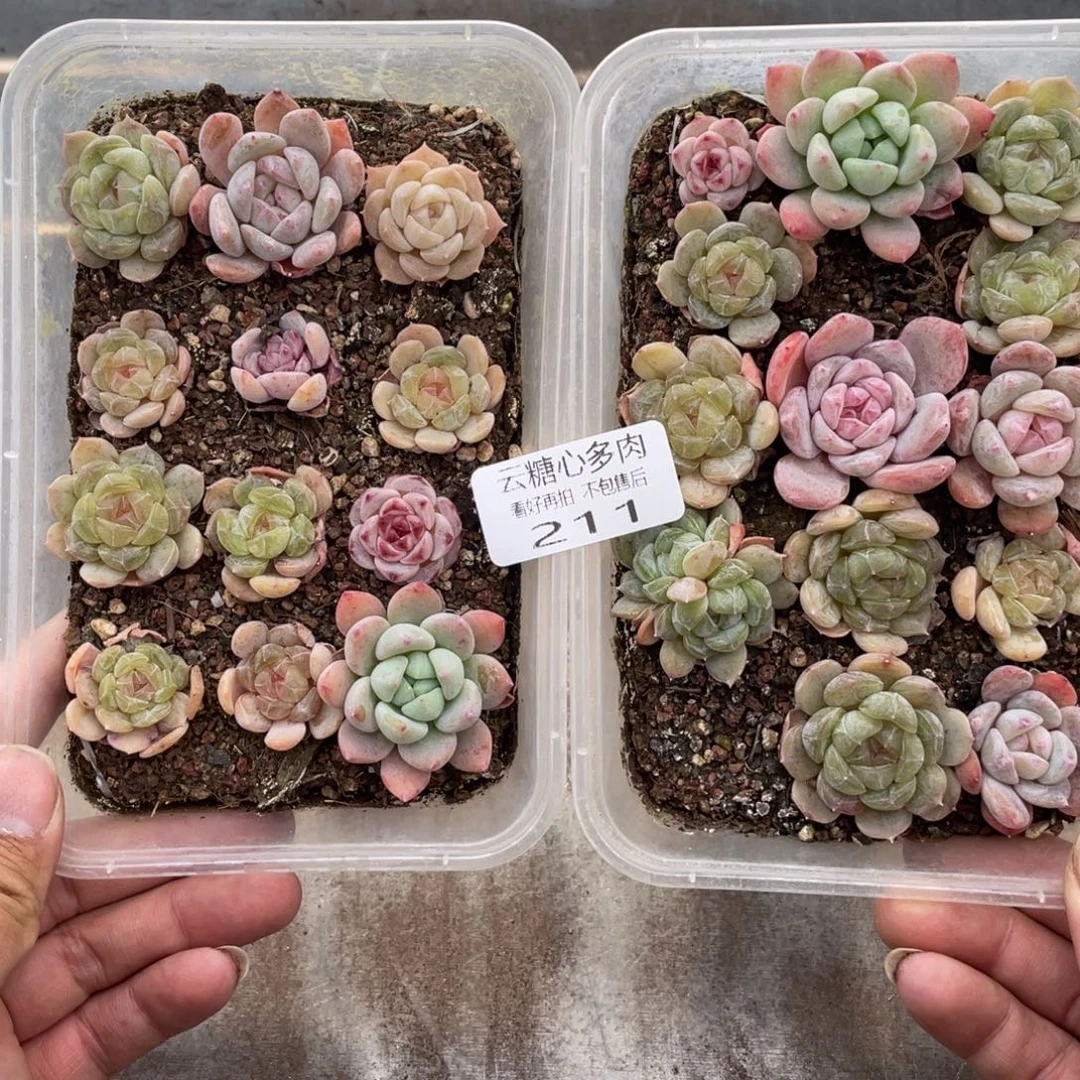 云糖心多肉植物211