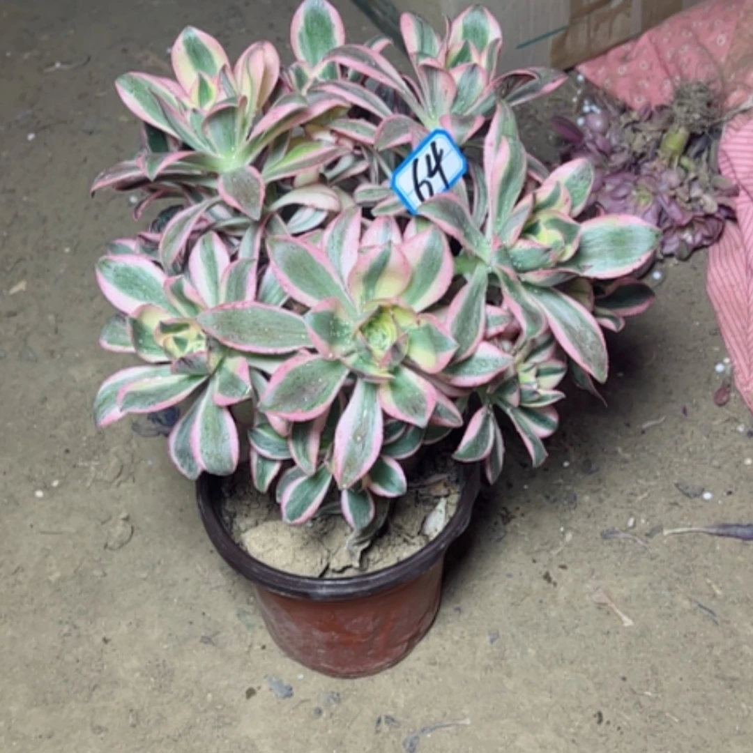 【闪购商品】多肉植物加微锦锦64