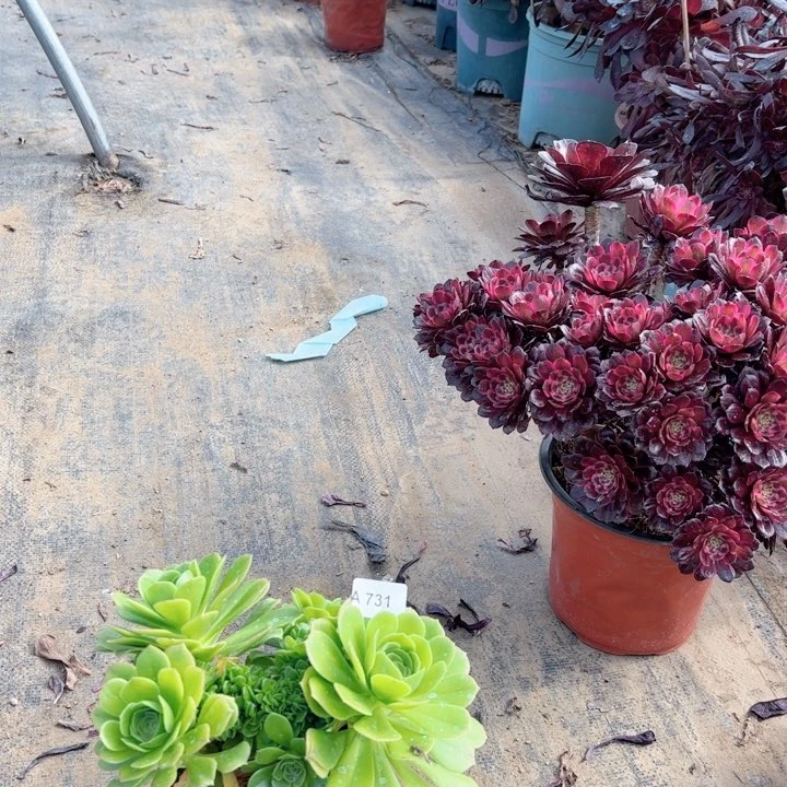 五*731绿羊绒缀多肉多肉多肉