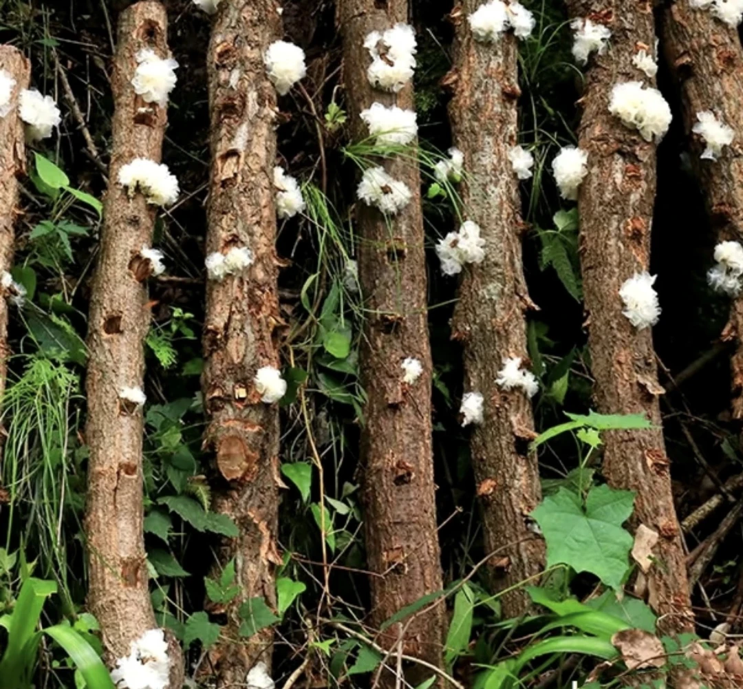 云南高山山货椴木银耳
