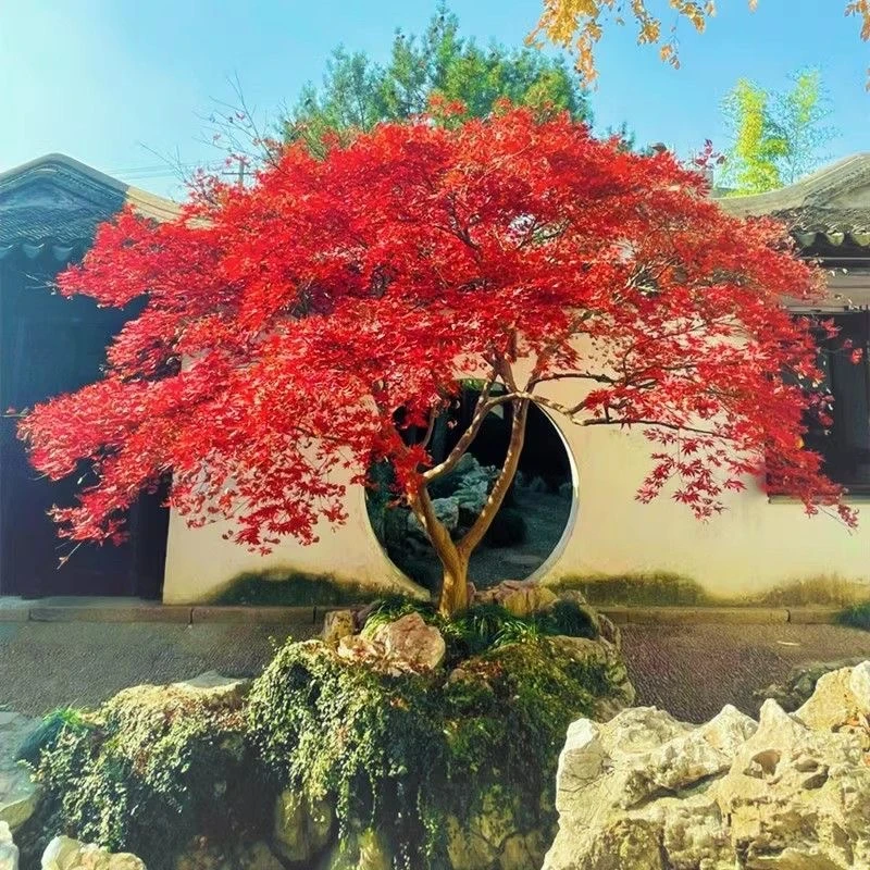 三季红枫红舞姬日本四季红枫树适合庭院别墅客厅南北方好种易成活