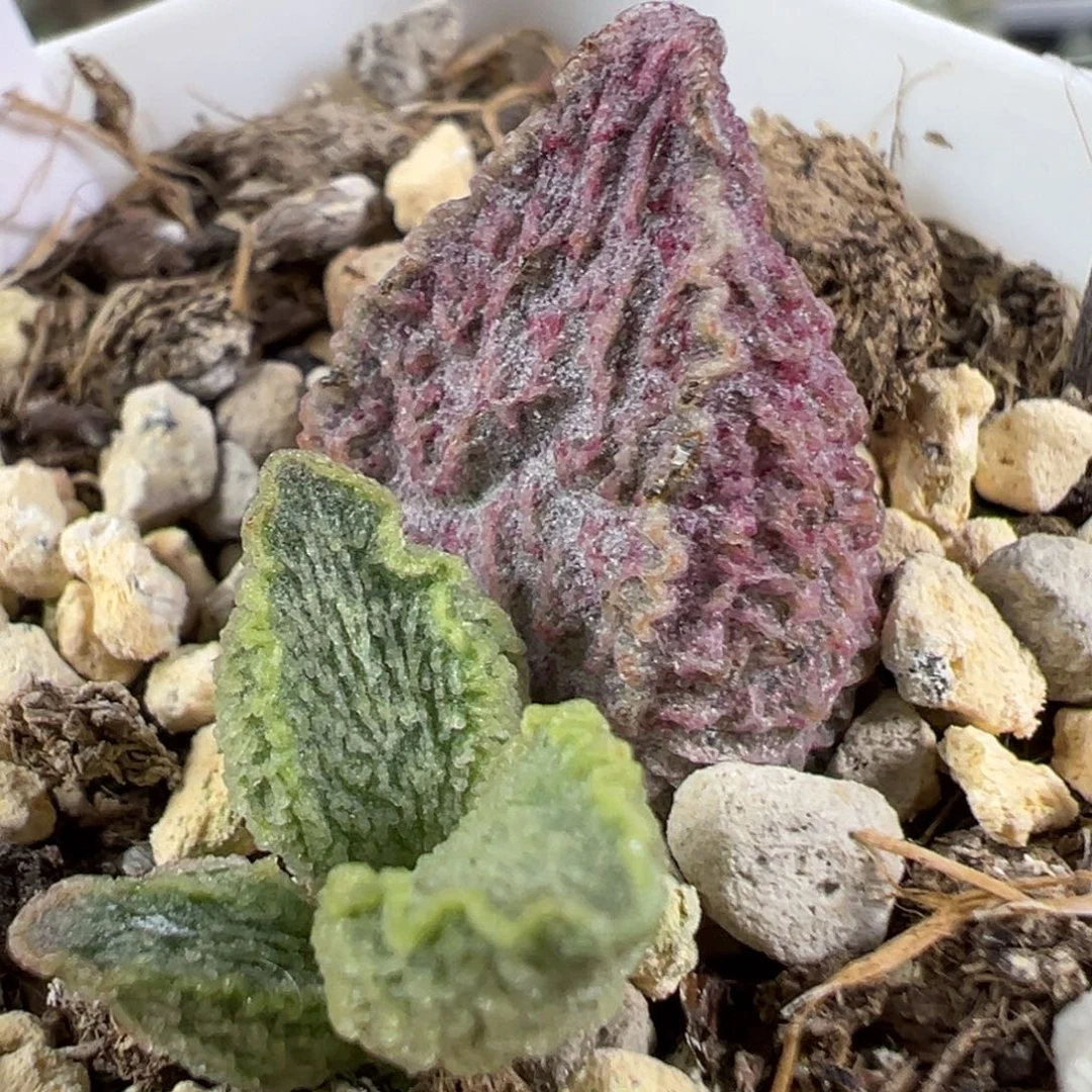 w流淌纹款实生新品多肉植物