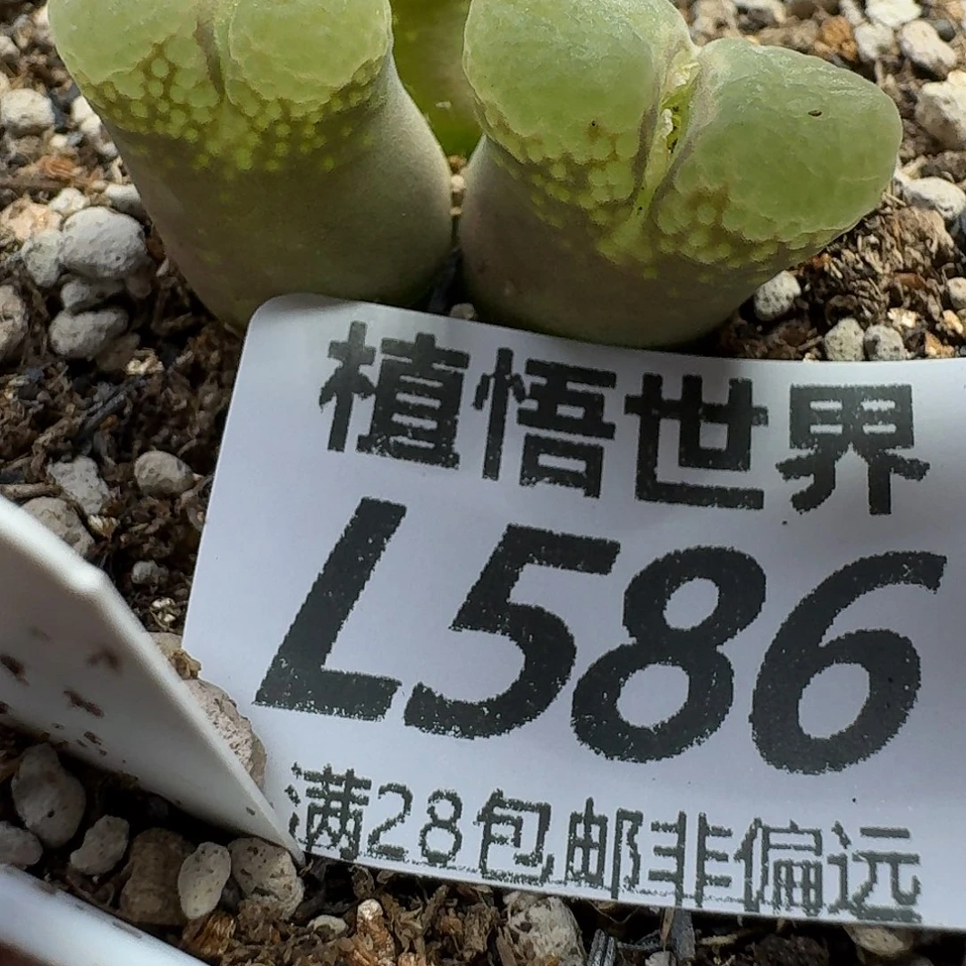 多肉植物的人生fbb
