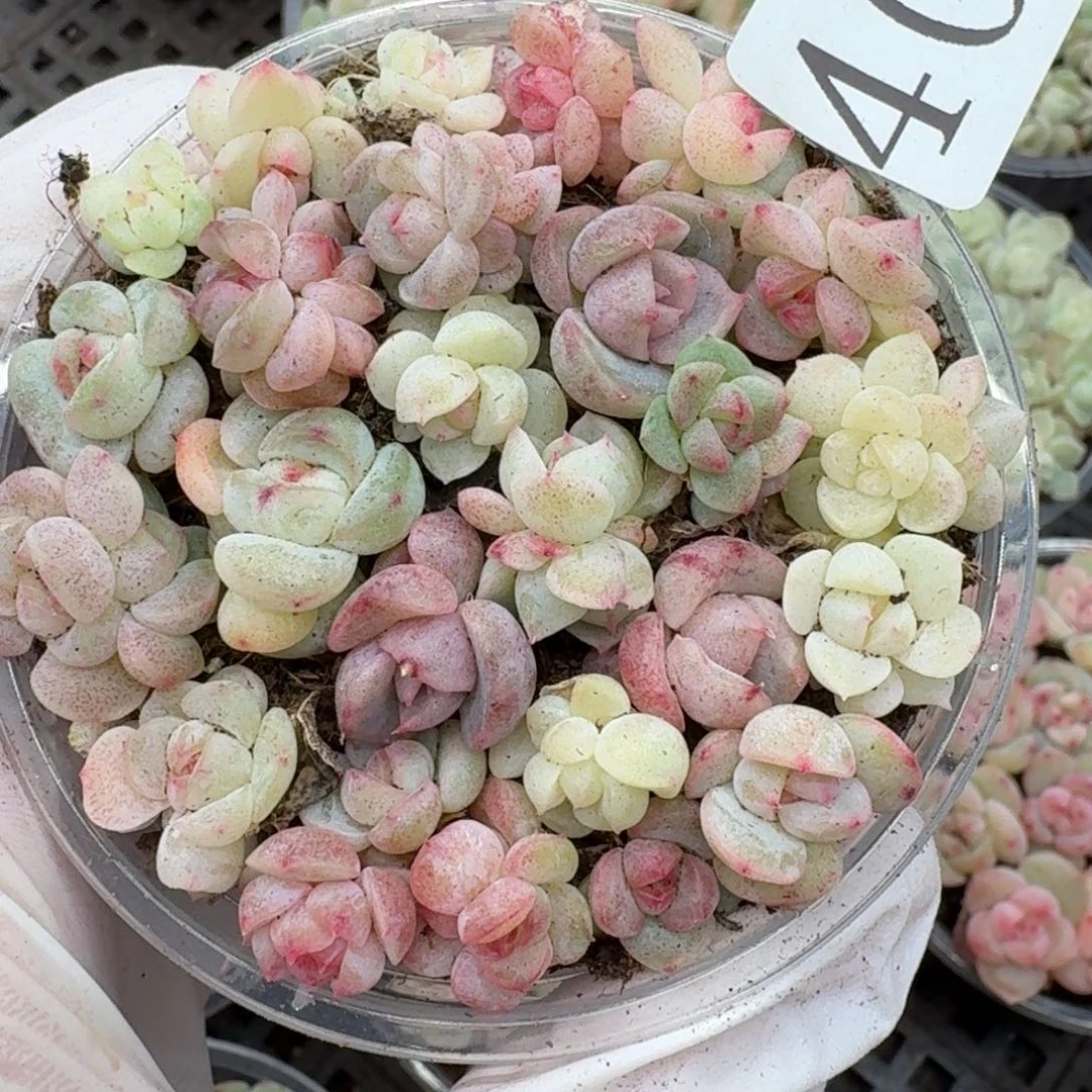 多肉植物多肉植物402