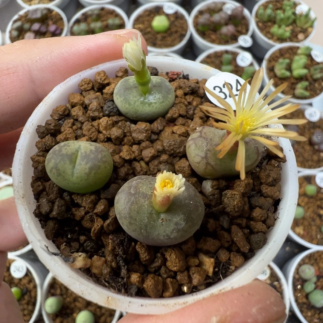 毛杂一颗脱土3240000