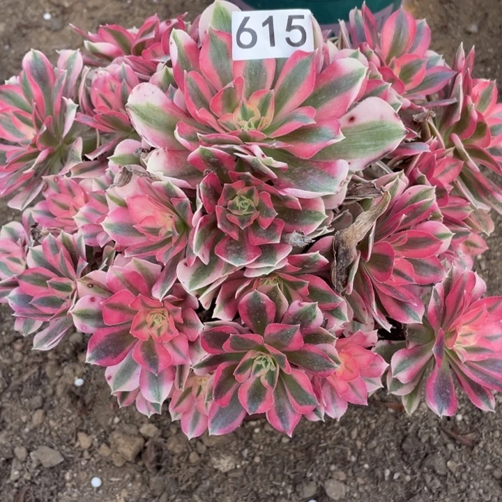 无花朵615多肉植物粉女巫