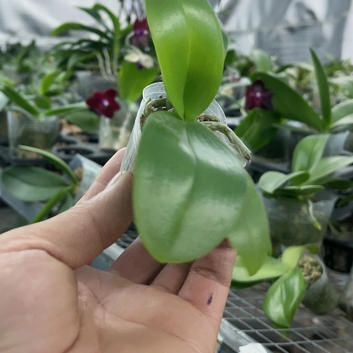 当前无花栽培后可以开花阿婆交曼尼1.7