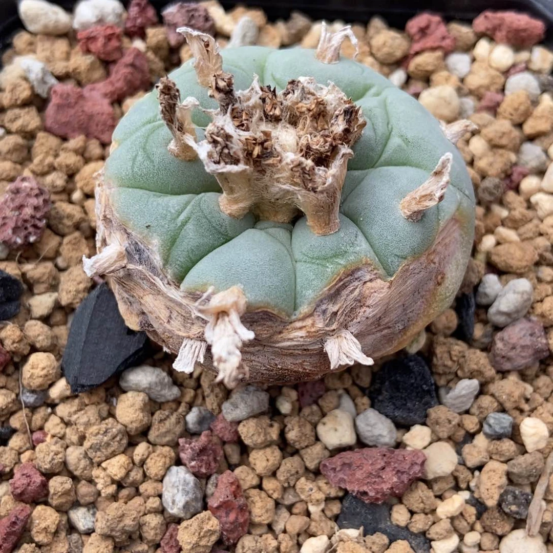 实生鱼癌无刺仙人球