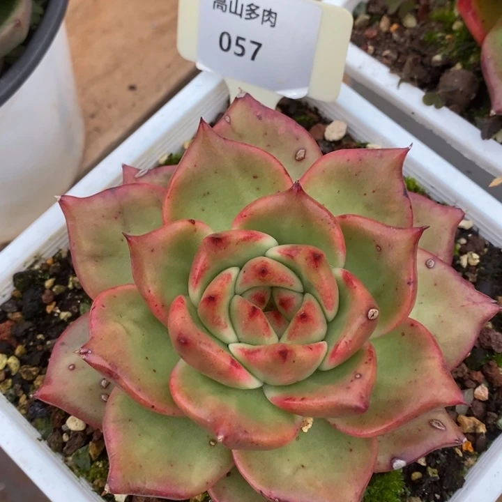 D057- 有伤福利 彩色吉拉姆