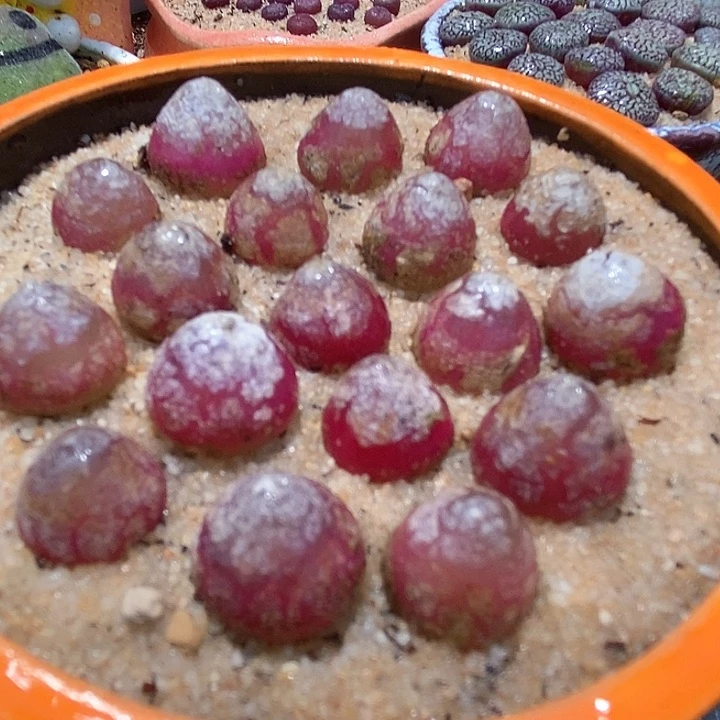 单头灯泡一颗    1厘米