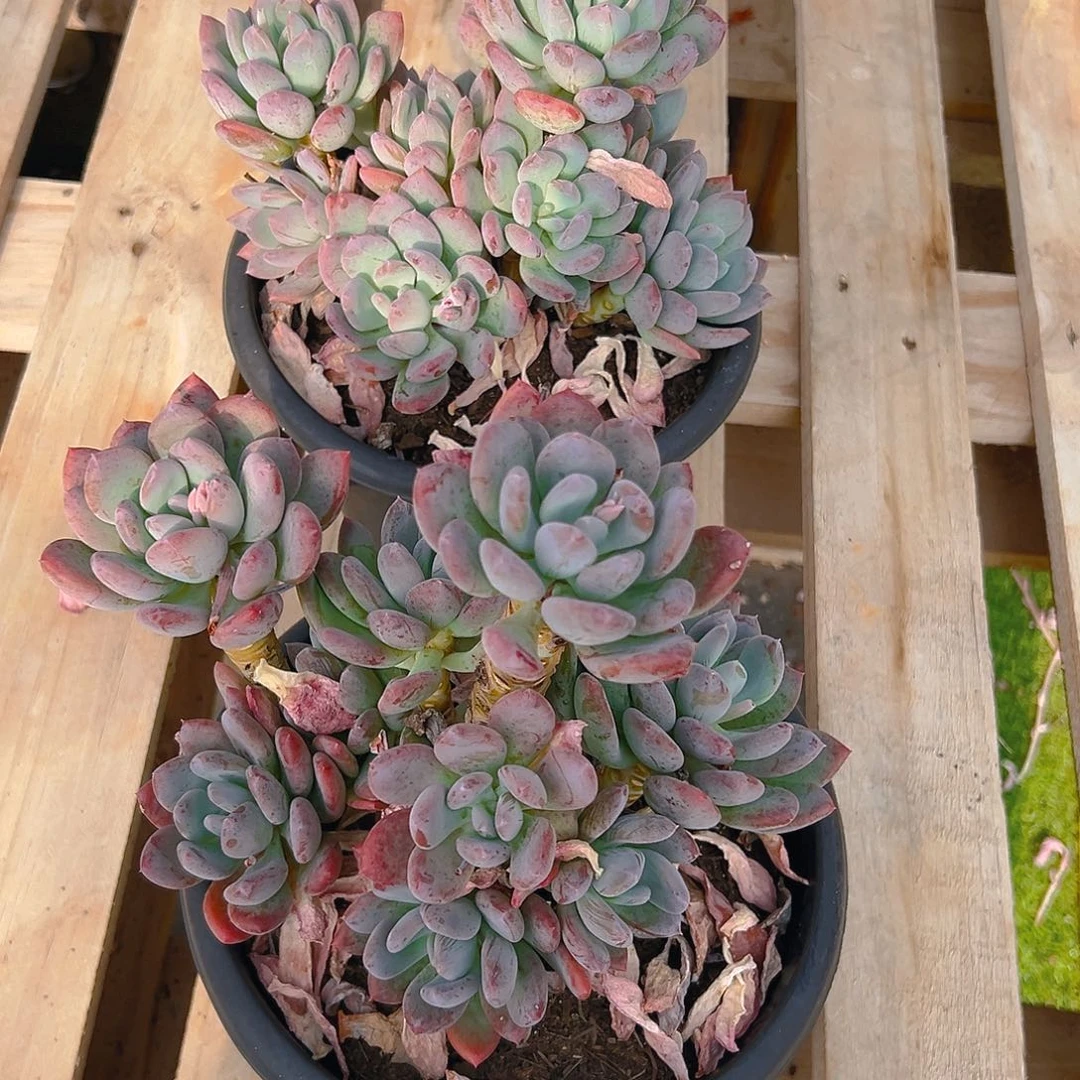 灰姑娘，满18包邮