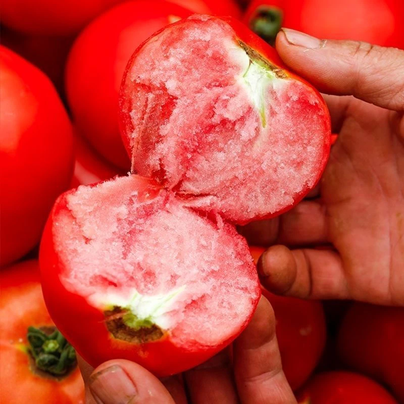 【自然成熟】河南农家自种老品种生吃番茄西红柿现摘现发3-5斤包邮