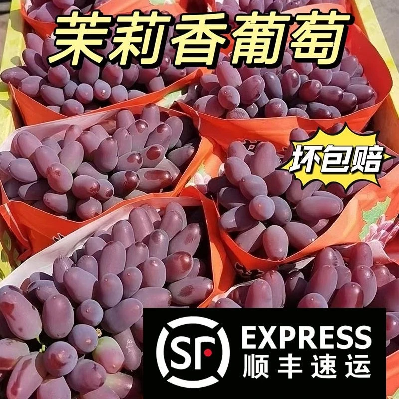 H【顺丰冷链】云南新鲜无籽茉莉香葡萄当季应急水果新鲜葡萄1-5斤