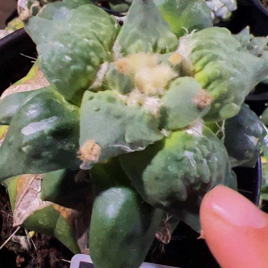 无花朵福利怒涛牡丹743