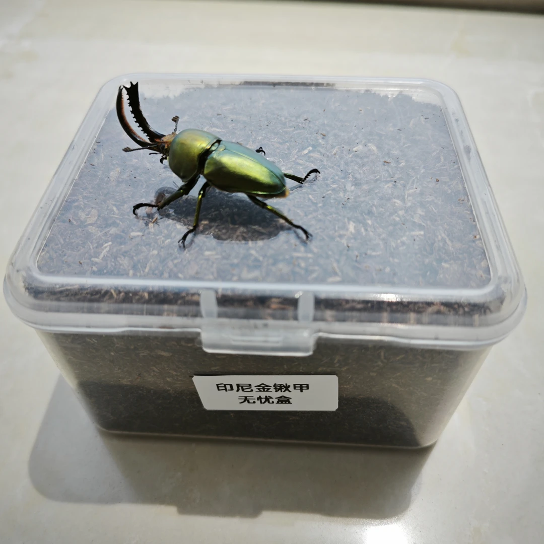 印尼金锹幼虫饲养无忧盒子