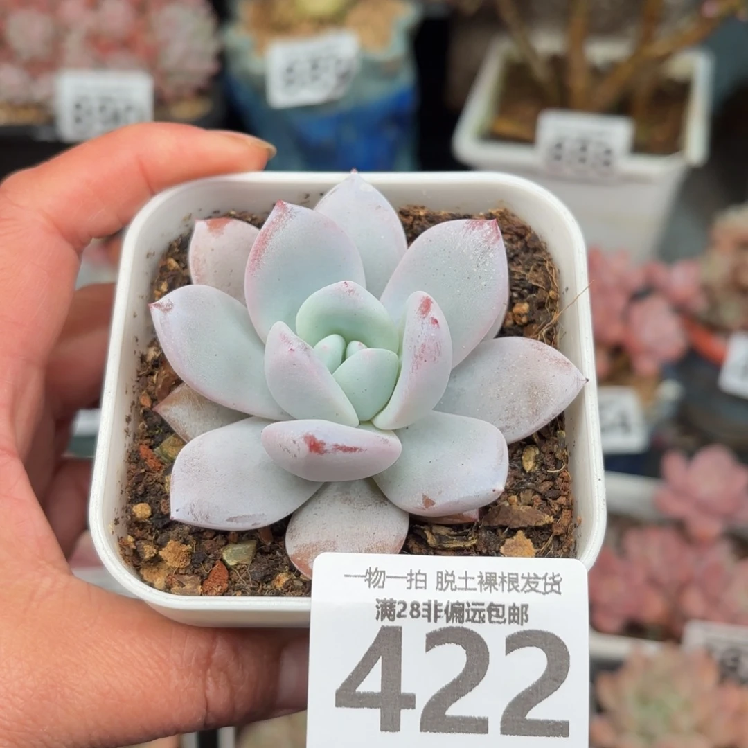 祖母绿无盆土发货