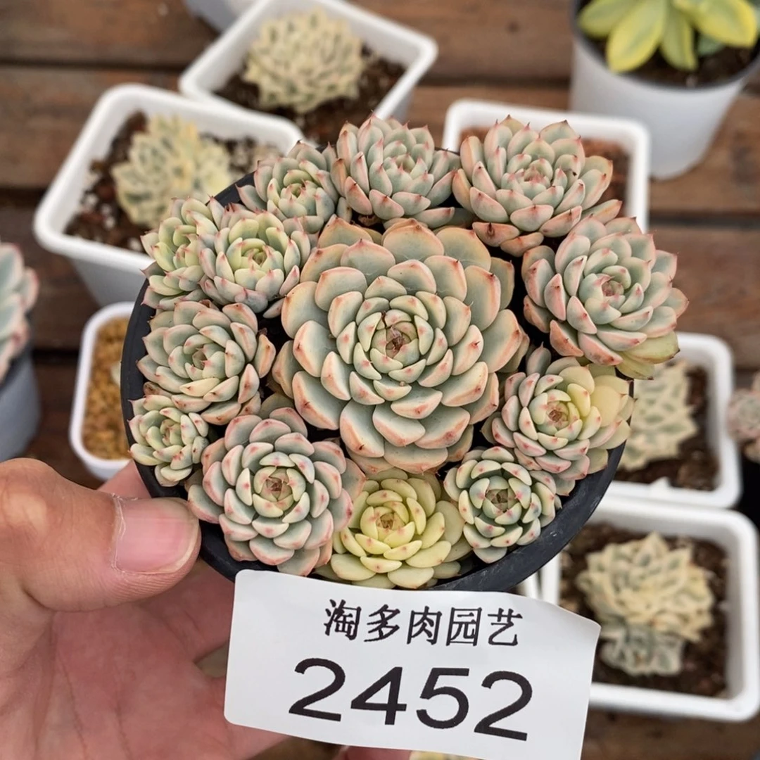姬莲锦多肉植物2452