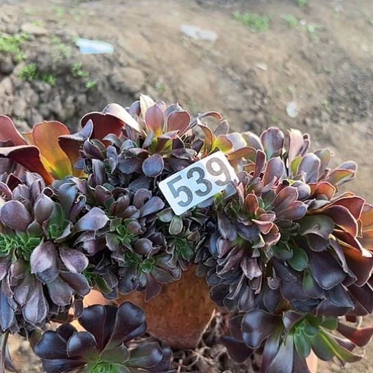 微***笑多肉植物一个欧子539
