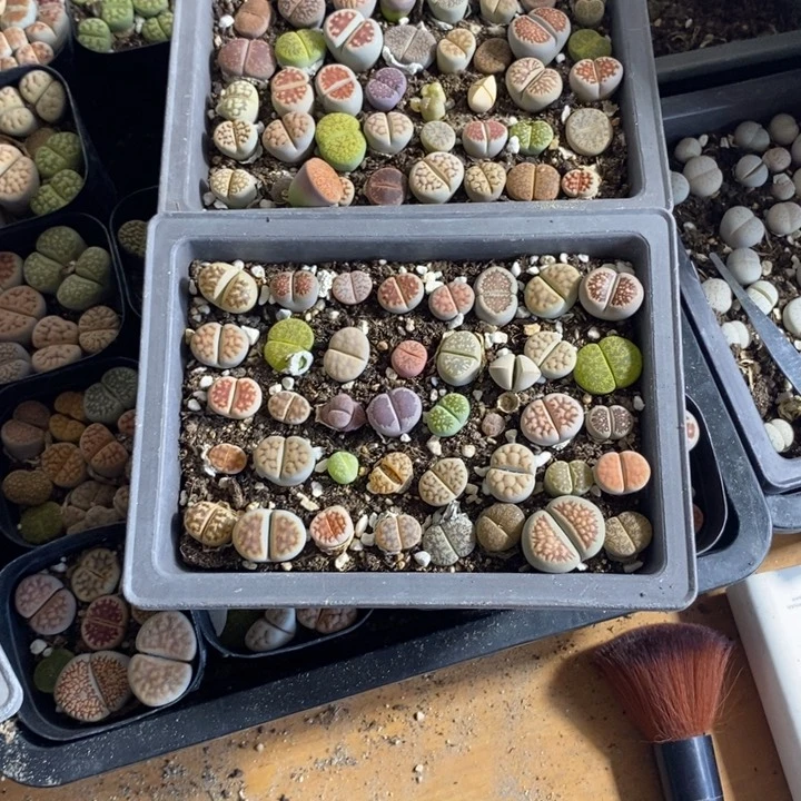 环***5生石花等植物的866