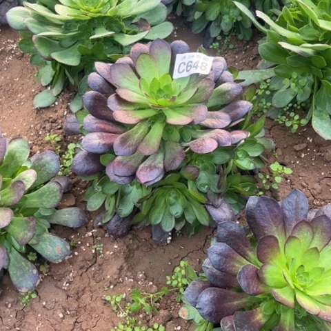 648黑珍珠不包断枝