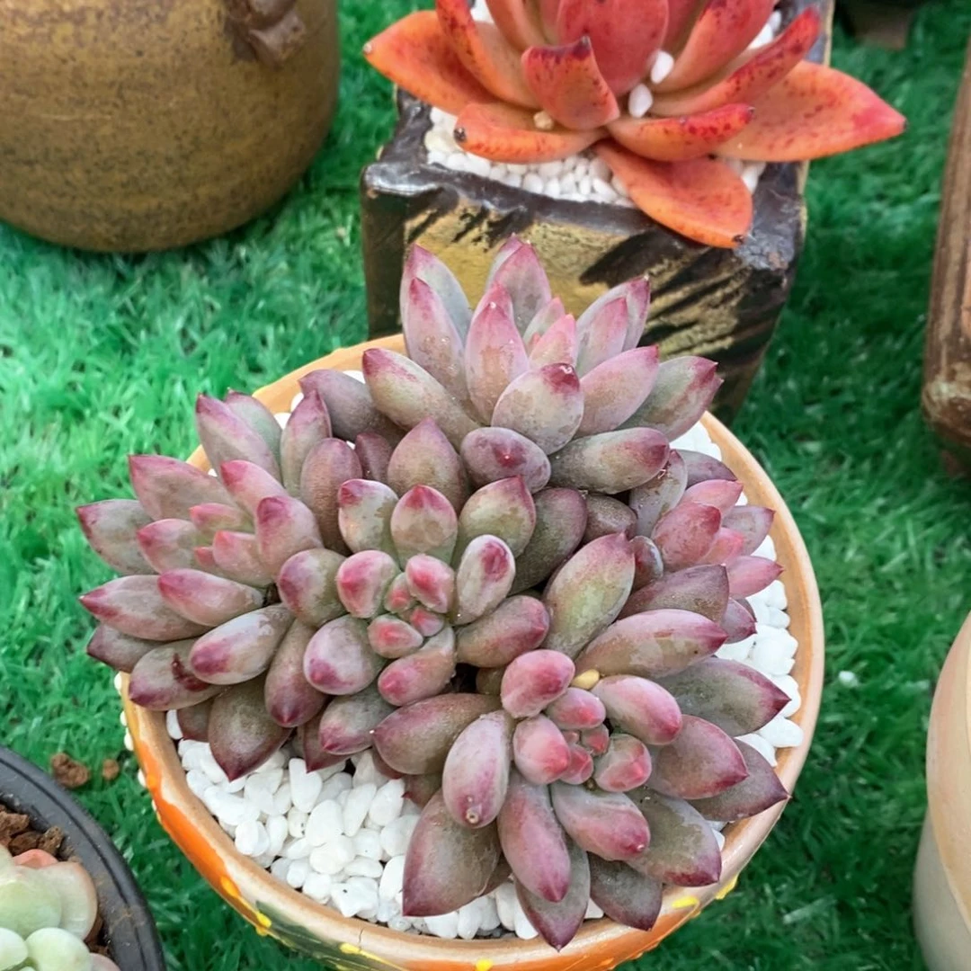 虞美人多肉植物盆栽