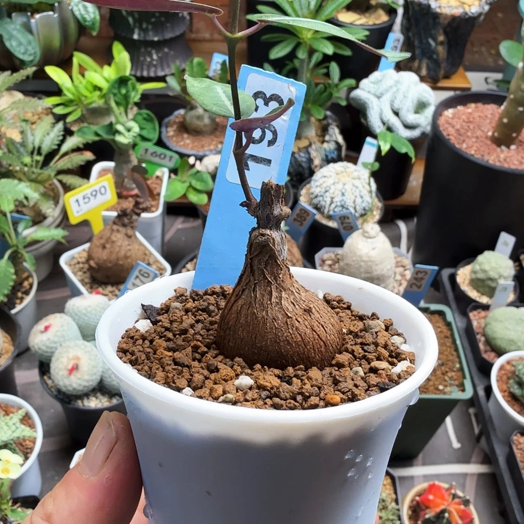 紫背萝摩193块根植物