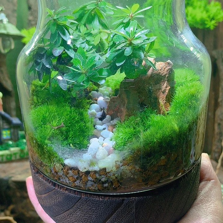 无花朵下播小福利