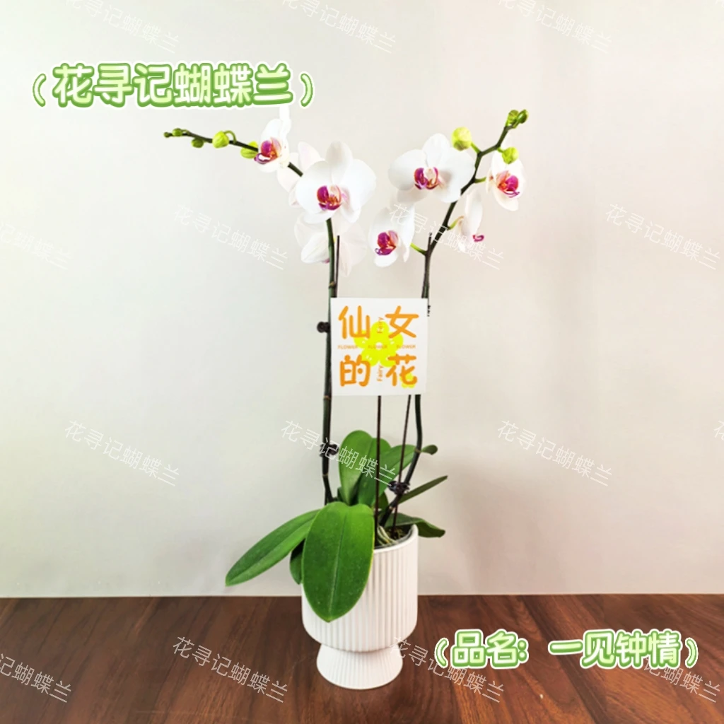 花寻记蝴蝶兰-一见钟情