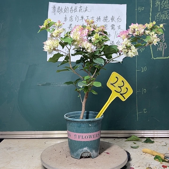 完全开放 福利   怡锦  232